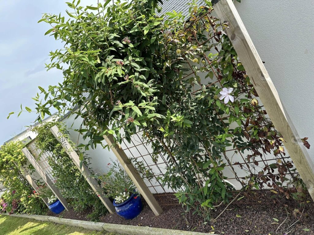 végétalisation les jardins Lencot 1